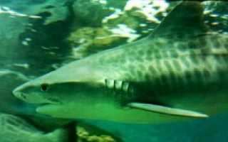 Australian Shark and Ray Centre - ZooChat