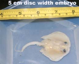 5 cm disc width embryo
