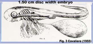 1.50 cm DW, 4.812 cm TL embryo with yolk-sac
